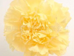 供应保鲜花