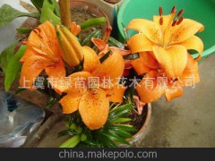 现货供应 各种颜色 百合花鲜花
