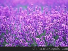 大量供应鲜花 济南柳泉鲜花速递薰衣草