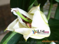 供应百合花 各色鲜花百合花 节日百合花（图）