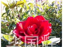 云南鲜花国辉花卉，质优价惠有鲜花基地