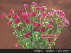 昆明鲜花批发，产地直销--迷你菊