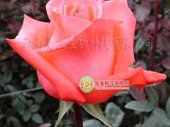 昆明鲜花批发。红玫瑰 粉玫瑰 批发 蓝色妖姬 情人节热销品种