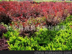 常年供应优质落叶乔木红叶李 适应能力强