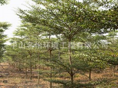 批发供应 小叶榄仁地苗 落叶乔木 园林绿化苗木 行道树