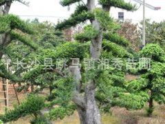 苗圃基地供应落叶乔木榆树