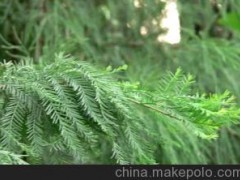 大量供应落叶乔木--水杉