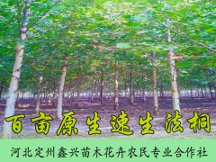 百亩原生速生法桐 绿化苗木 落叶乔木 优良庭荫树和行道树