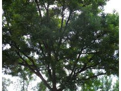 山东国槐 山东白蜡 速生白蜡 垂柳 速生柳 国槐小苗 落叶乔木