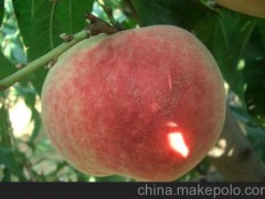 夏香姬桃苗 桃树苗木 果树苗木