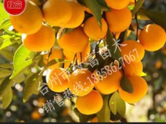 一年生嫁接金桔/蜜饯金橘果树苗木