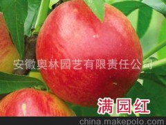 供应优质油桃苗 满园红 最新品种桃苗 果树苗木