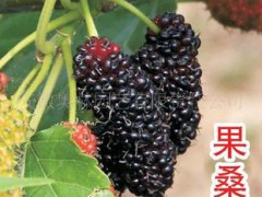 供应果桑苗 果树苗木 桑树苗