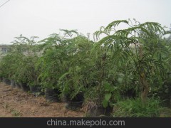 合欢树盆景—果树盆栽、果树盆景、果树苗木