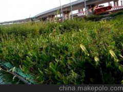 水生植物浮床、净化水质浮床、污水处理工程浮床优选