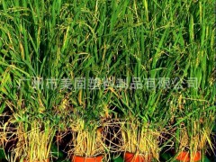 水生植物浮床8