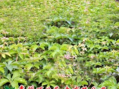 专业供应园林用攀爬植物蔷薇、爬山虎、五叶地锦、凌霄、藤本月季