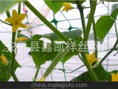 植物攀爬网生产厂家 双向植物攀爬网 安平鑫凯祥植物攀爬网