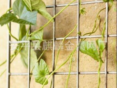 桂林植物攀爬网 梧州植物攀爬网厂家 玉林植物攀爬网