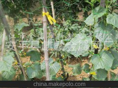山东植物攀爬网 长沙植物攀爬网 岳阳植物攀爬网