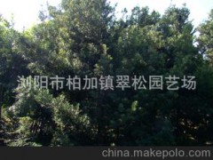 常年供应湖南常绿乔木 精品罗汉松 造型奇特