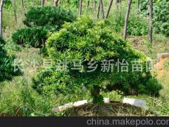 苗圃基地供应观赏性植物常绿乔木罗汉松