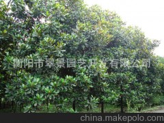 翠景大批量生产 销售广玉兰 假植苗、原生苗均有 常绿乔木