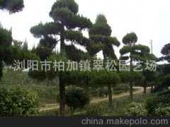 特惠供应湖南常绿乔木松柏 岁寒三友