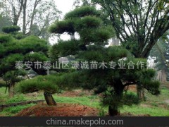 供应园林绿化苗木常绿乔木黑松 泰安黑松种植基地 泰安黑松价格