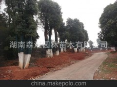 纯天然绿色樟树 苍翠挺拔 常绿乔木 质量保证