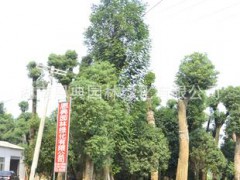 基地长期大量供应常绿乔木樟树 四季绿意盎然