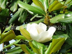 销售广玉兰 假植苗、原生苗均有 常绿乔木 翠景大批量生产