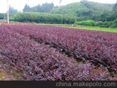 低价促销常绿灌木红继木 绿化工程苗木