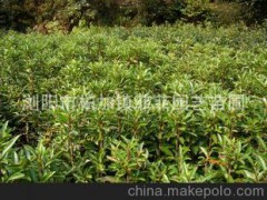 湖南浏阳常年低价供应常绿灌木法国冬青小苗
