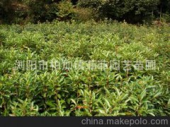 苗木基地专业供应大量优质常绿灌木法国冬青