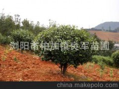专业批发采购优质茶花 常绿园林灌木