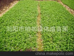 供应大量品质小叶桅子 园林景观常绿性灌木