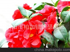 自产自销 常绿灌木 茶花 大茶花树