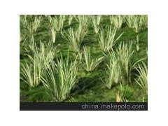 水生植物彩叶菖蒲 园林植物 绿化苗木