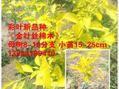 彩叶苗木新品种金叶丝棉木小苗