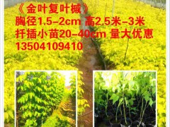 彩叶苗木新品种金叶复叶槭小苗