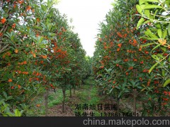 供应各种规格湖南苗木花木小苗-造型古桩及球类苗木价格信息基地