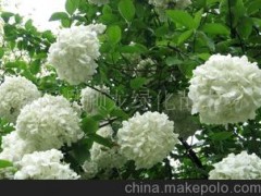 出售球类苗木石楠球-火棘球-枸骨球-木绣球等规格齐