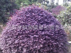 绿化苗木供应优质球类 地被类 花卉苗木 盆景 绿篱色块
