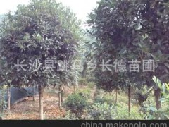 大量供应绿化球类园林苗木 茶花