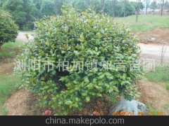 供应茶花 茶花球 茶梅花 茶梅球及各类球类绿化苗木