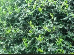 花灌累苗木 球类苗木