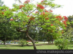 大地春苗木销售中心_红叶石楠_红叶石楠球类