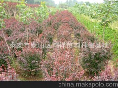 批发供应》优质泰安的绿化苗木红叶小檗球