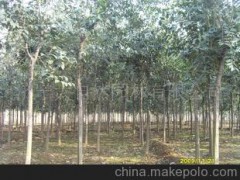 山东济宁园林绿化苗木工程＝供应常绿行道植物大叶女贞
